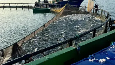 Sinop ülke liderliğini sürdürüyor: En önemli üretim merkezi