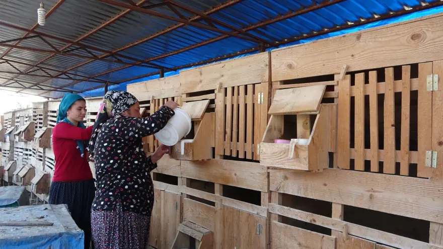 Adana'da Arapların gözdesi olan horozlar araba fiyatına satılıyor 1