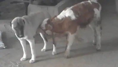 Danayı emziren kangal köpeği görenleri şaşırtıyor