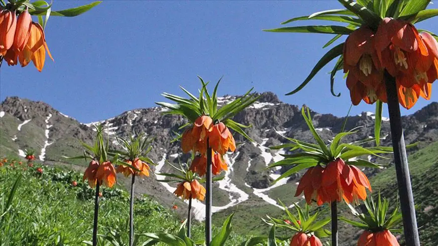 AĞLAYAN GELİNLERİ KOPARANLARA 80 BİN LİRA PARA CEZASI 4