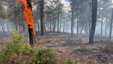 Yıldırım düşen orman yandı