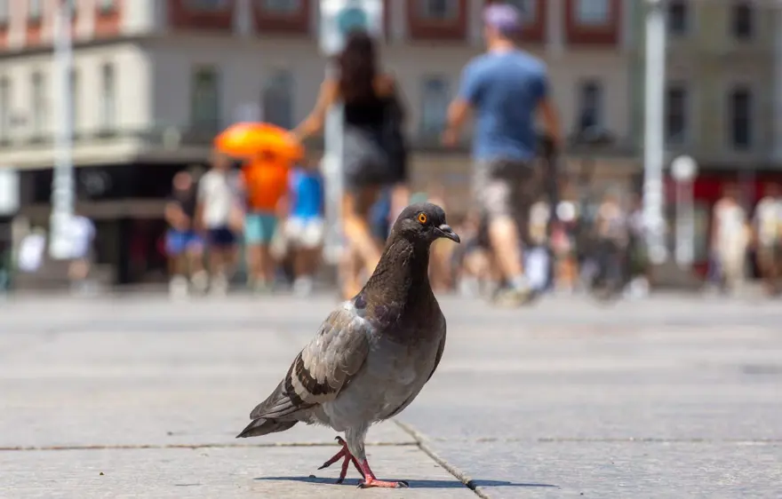 2023, en sıcak yıl olma yolunda ilerliyor 19