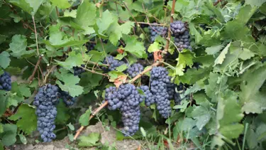 Van'ın tescilli üzümünde hasat mesaisi başladı