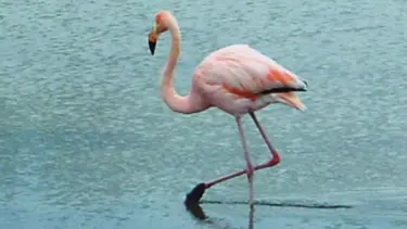 "Kuşlar yuvaya dönüyor"