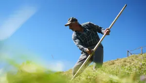 Muş’ta ot biçme sezonu başladı