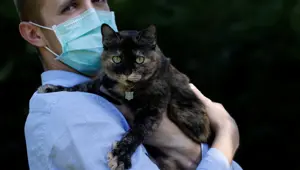 Covid-19 tahmin edilenden daha fazla kediye bulaşmış Covid-19 tahmin edilenden daha fazla kediye bulaşmış
