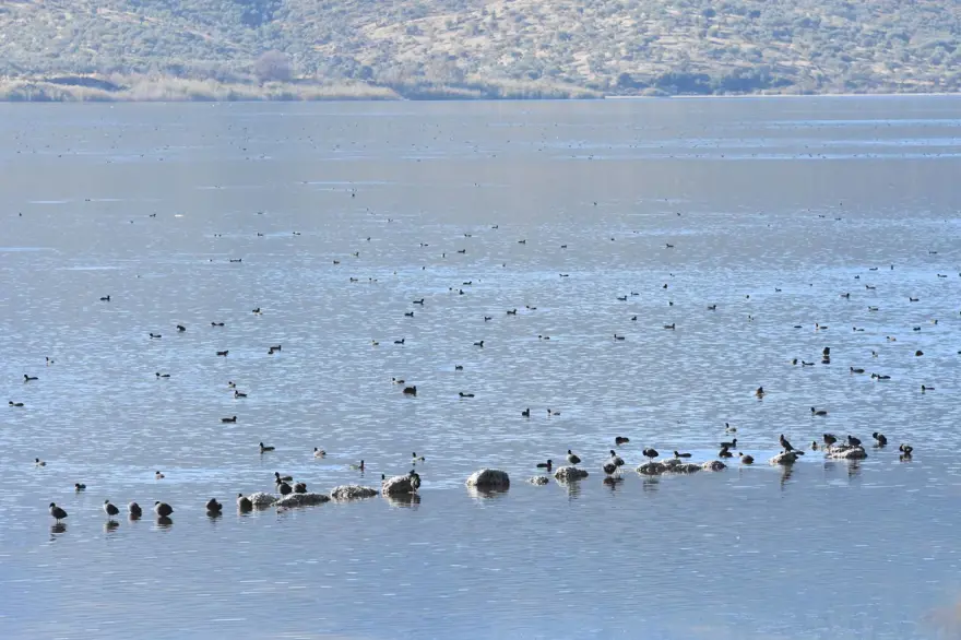 Bafa Gölü 261 kuş türüne ev sahipliği yapıyor 5