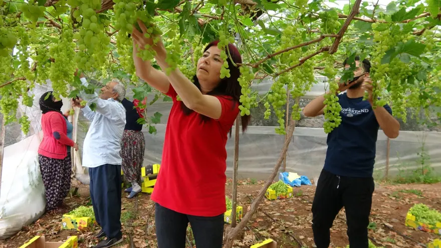 Zirai don meyve fiyatlarını vurdu: İlk ürünler 250 TL'den alıcı buluyor 1