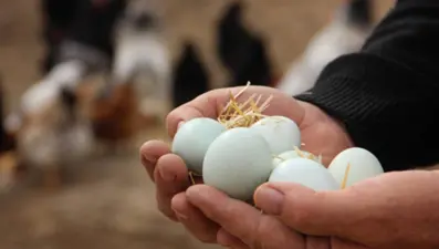 Yumurta satışında yeni dönem: Birçok düzenleme yapıldı