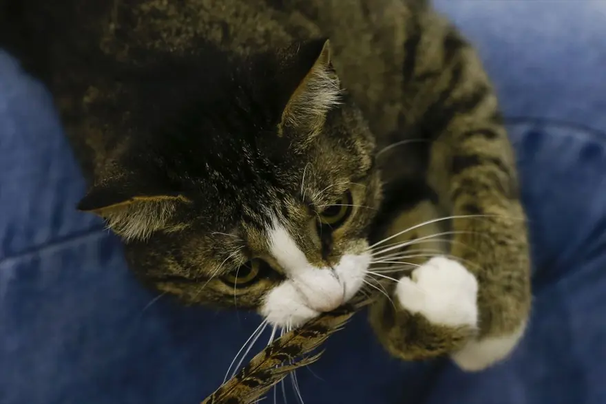 Kedi fuarından renkli fotoğraflar (Catsburg) 15