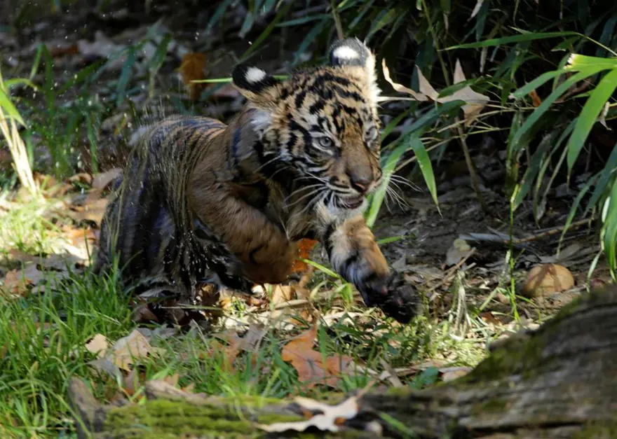 Sumatra kaplanları suya girdi 9