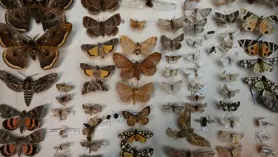 Bir asırlık koleksiyon gösterdi! İstanbul'un popülasyonu değişti