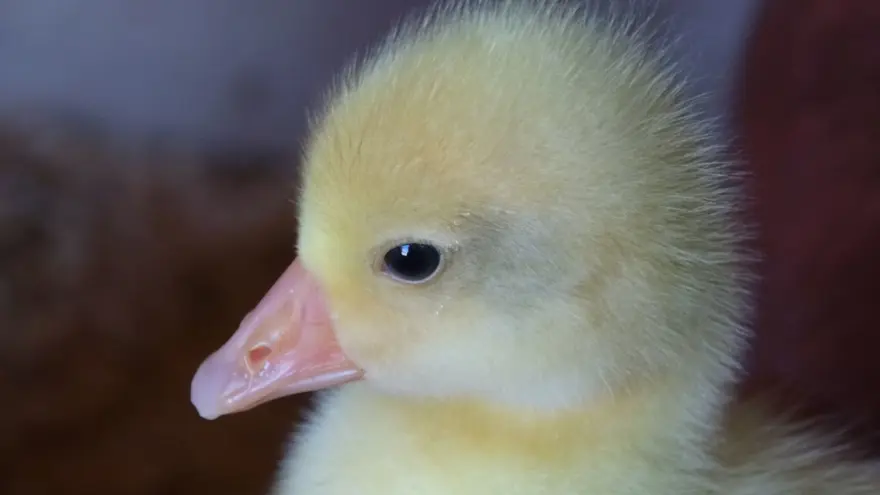 Fransa'dan getirdiği yumurtalarla çiftlik kurdu (Talebe yetişemiyor) 1