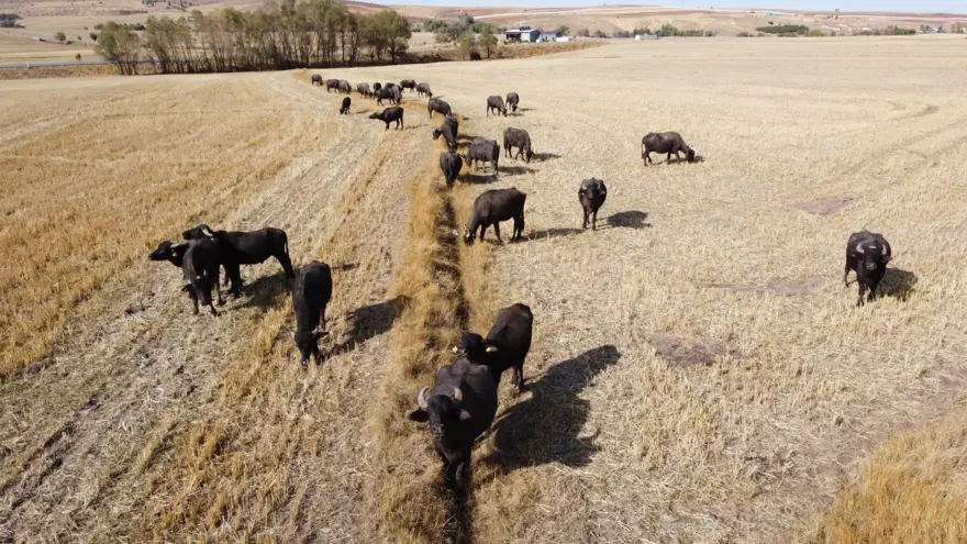 Sütüyle şifa kaynağı, üreticinin gözdesi: Yoğurdu ve kaymağının lezzetini herkes biliniyor 3
