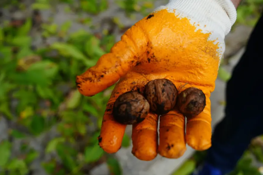 Altın topraklarda hasat başladı! Kendiliğinden yetişiyor, dalından koparılarak toplanıyor 