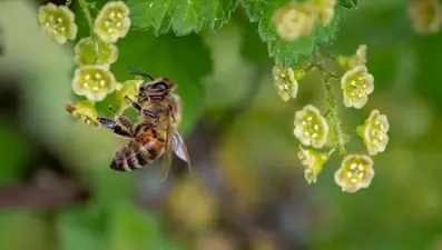Bartın'da bir kişi arı sokması sonucu hayatını kaybetti