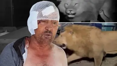 Manavgat'ta firari aslanla boğuşan adam anlattı: Bir anda üstüme çöktü
