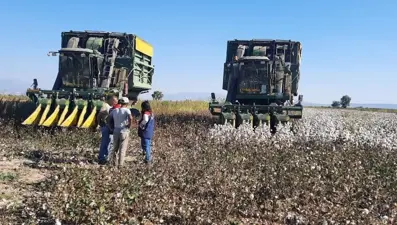 Aydın'da papuğun toplama fiyatı belli oldu