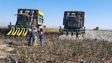 Aydın'da papuğun toplama fiyatı belli oldu