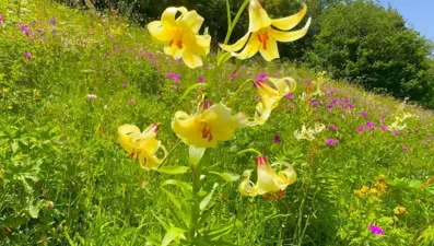 Koparmanın cezası 387 bin 141 lira