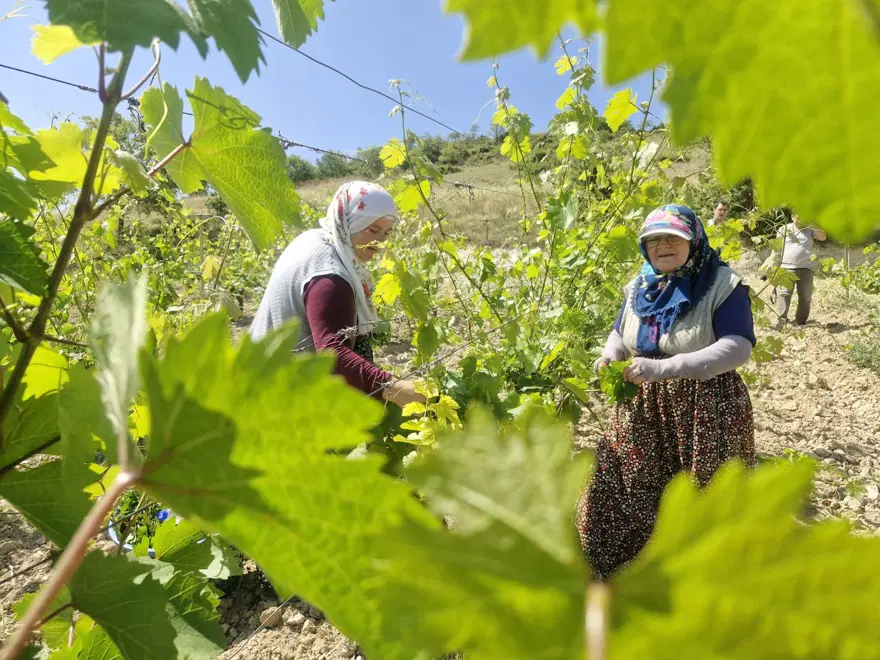 2 milyar liralık gelir bekleniyor: Hasadı 1 ay gecikmeli başladı 3