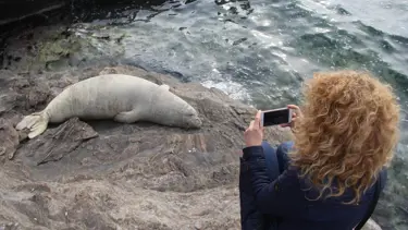 Uyumak için kayalıklara çıkan Akdeniz fokuna büyük ilgi