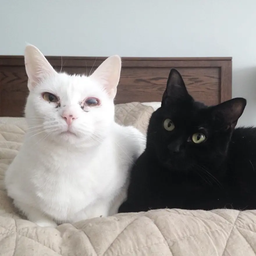 Hayatını kedileri kurtarmaya adadı 155