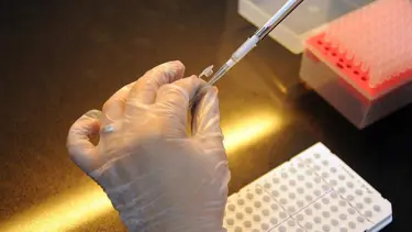 İnsan ve domuzdan karma embriyo üretildi