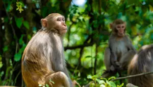 Hindistan'da akıl almaz olay: 6 yaşındaki çocuğa cinsel istismarı maymunlar engelledi