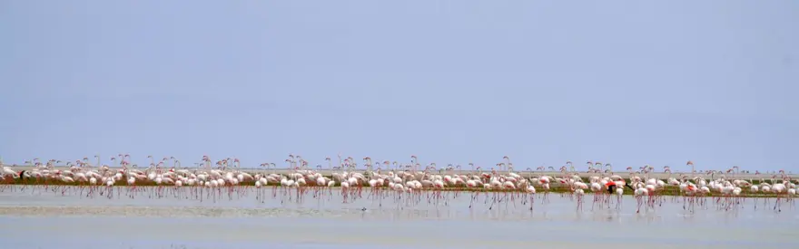 Tuz Gölü’nün yavru flamingoları kuluçkadan çıktı 8 Tuz Gölü’nün yavru flamingoları kuluçkadan çıktı 8