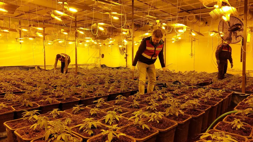 Dışı fabrika içi uyuşturucu serası 4