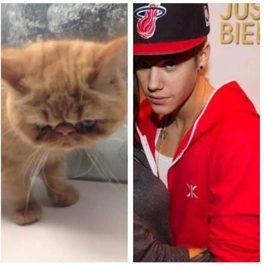 Yeni fenomen Bieber'ın kedisi 3