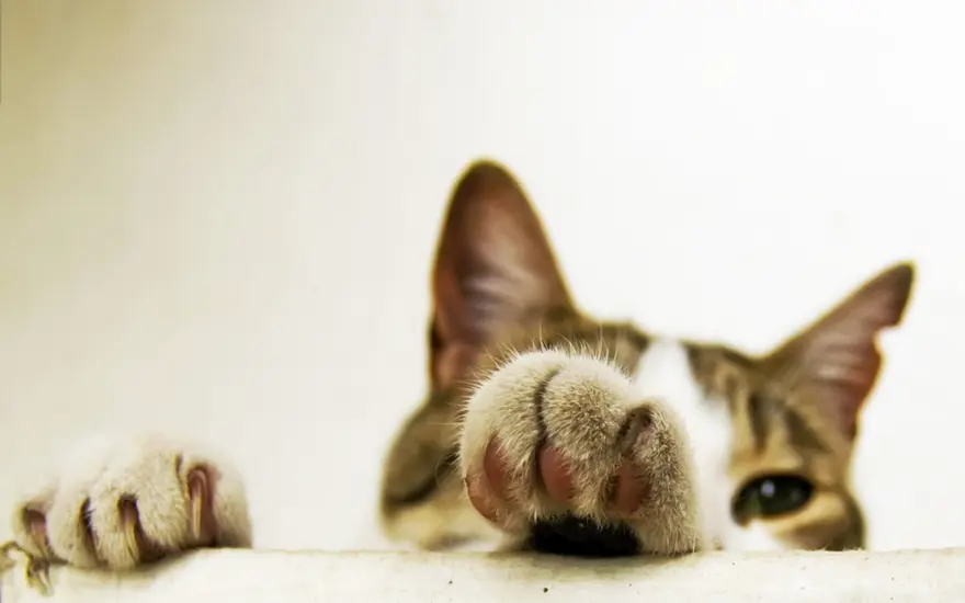 İnternetin yeni fenomenleri 17