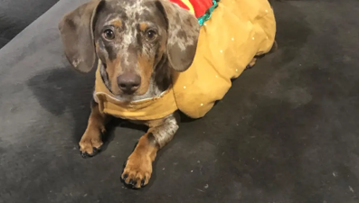 "Köpekler de ailedendir": New York'taki karar bir dönüm noktası