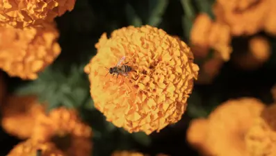 "Ruhları geri getiriyor": Ölüler Günü çiçeği tehdit altında