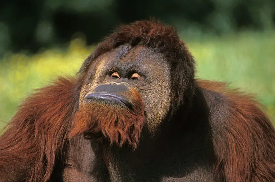 Maymunlar da tıpkı insanlar gibi mizah duygusuna sahip, şaka yapıyor, alay ediyorlar 3