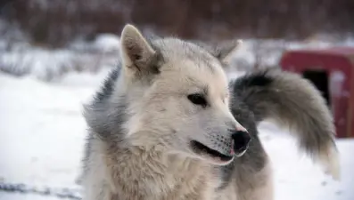 En eski evcil köpek ırkı bulundu: 9 bin 500 yaşında