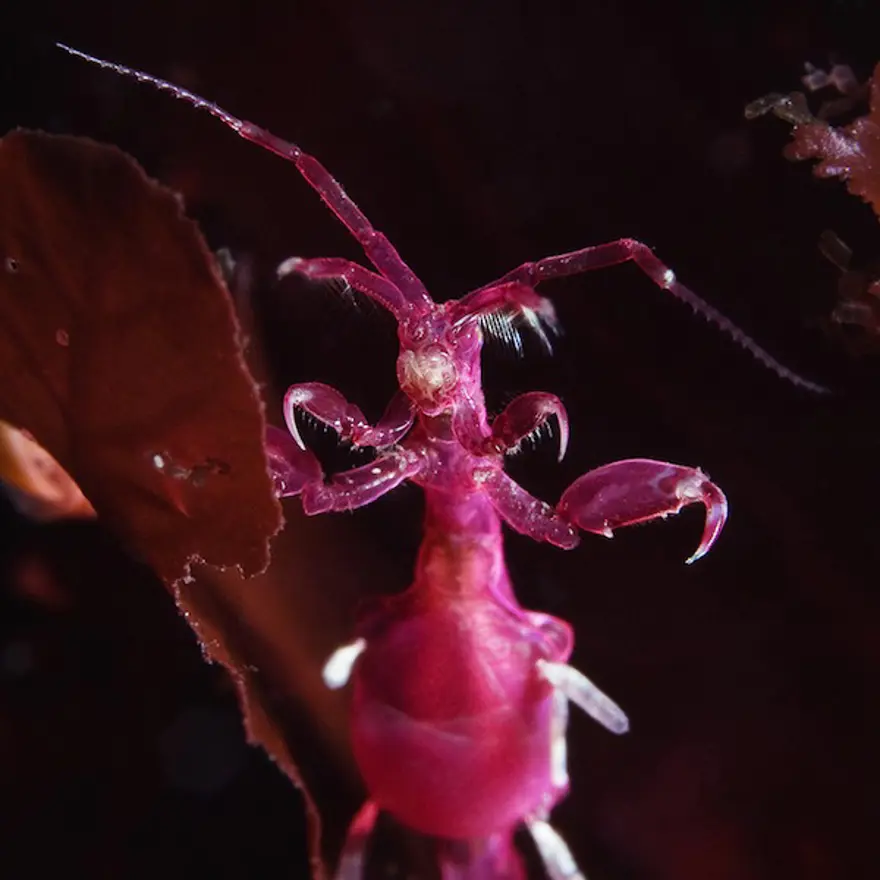 Beyaz Deniz'in harikaları 34