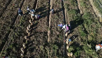 Kayseri'den yurt dışına gidiyor: Hasat sabahın erken saatlerinde başladı