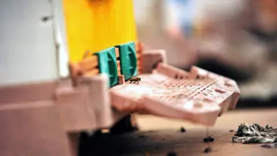 Gelmeyen bahar arı ölümlerini yüzde 70'e yükseltti