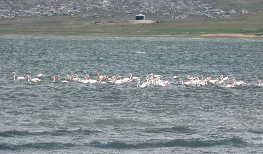Flamingoların uğrak noktasında adacıklar oluştu 5