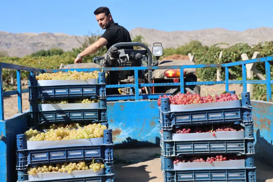 "ÜRETTİĞİMİZ ÜZÜM TÜRKİYE'DE BİLİNEN BİR TÜR" 6