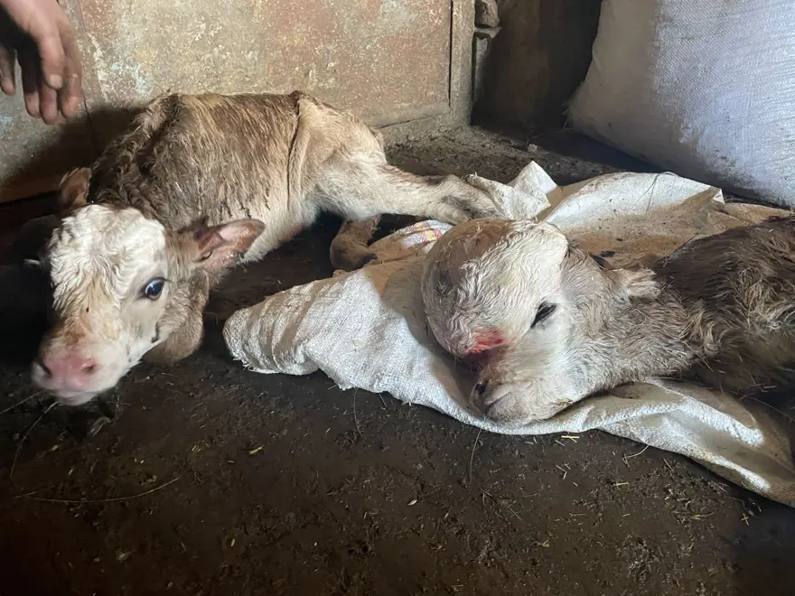 Anomalili doğan buzağı şaşkınlığa neden oldu: "İlk defa gördük" 3 Anomalili doğan buzağı şaşkınlığa neden oldu: "İlk defa gördük" 3