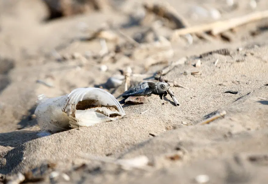 Caretta carettalar yumurtalardan çıkmaya başladı | Akdeniz’leilk buluşma 9