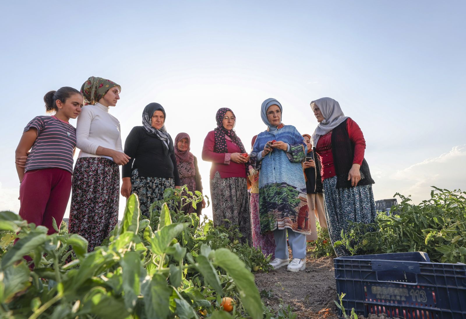 Emine Erdoğan'dan çiftçi kadınlarla ata tohumlu domates hasadı