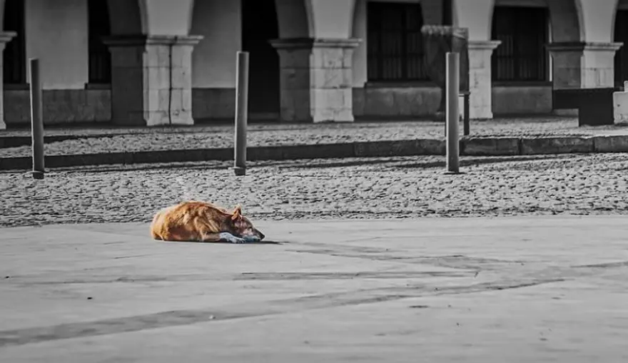 SOKAK HAYVAN HAKLARI GÜNÜ MESAJLARI 3