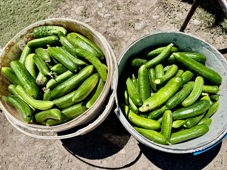Fide desteğiyle kurdu şimdi göz dolduruyor: Sebze, meyve ve tahıl bir arada 4 Fide desteğiyle kurdu şimdi göz dolduruyor: Sebze, meyve ve tahıl bir arada 4