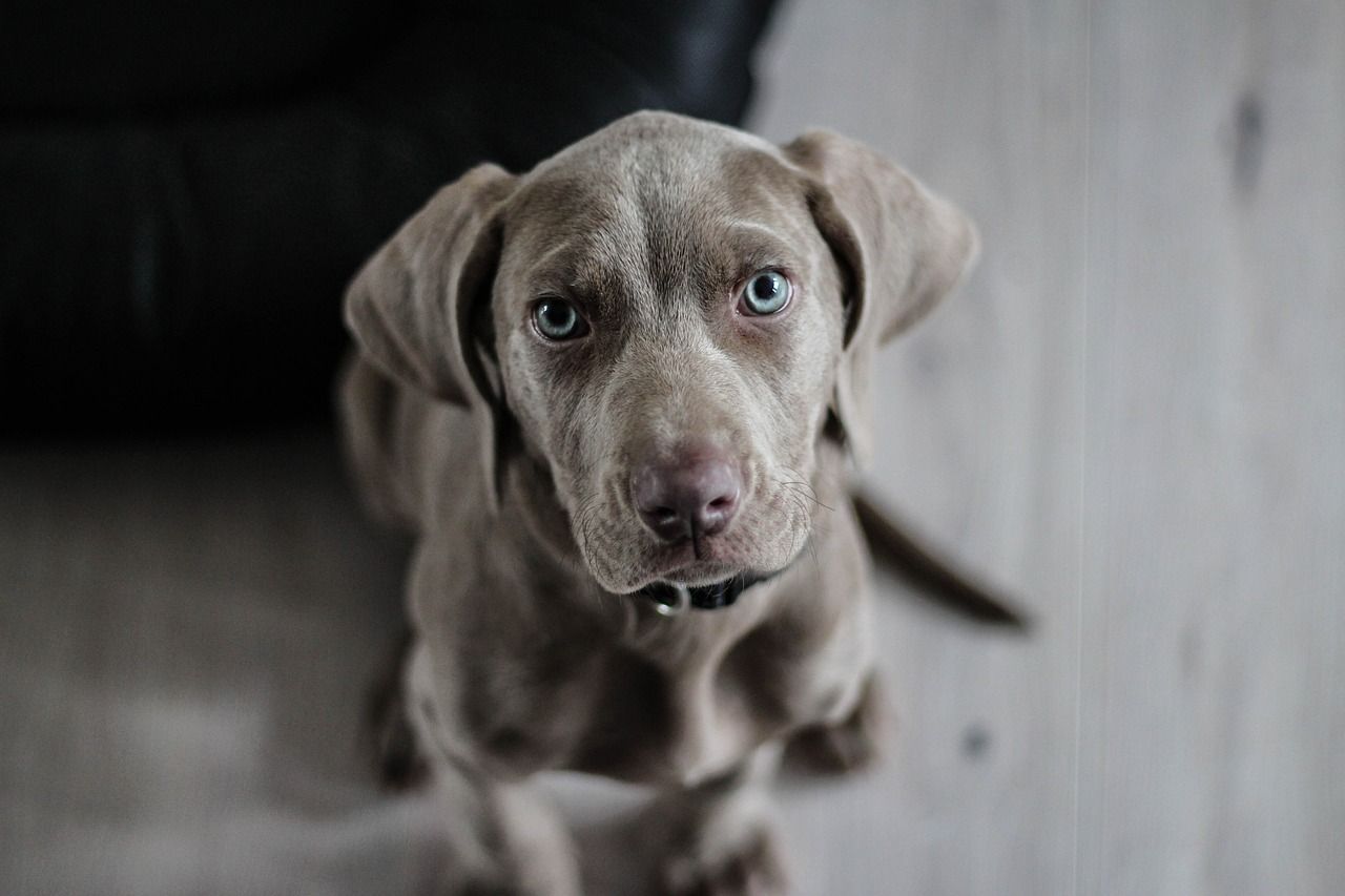 ABD'de salmonella alarmı: Köpek mamaları geri çağrıldı
