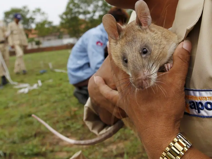 Avrupa’da maymun çiçeği virüsü alarmı: Büyük bir salgın haline gelebilir 8