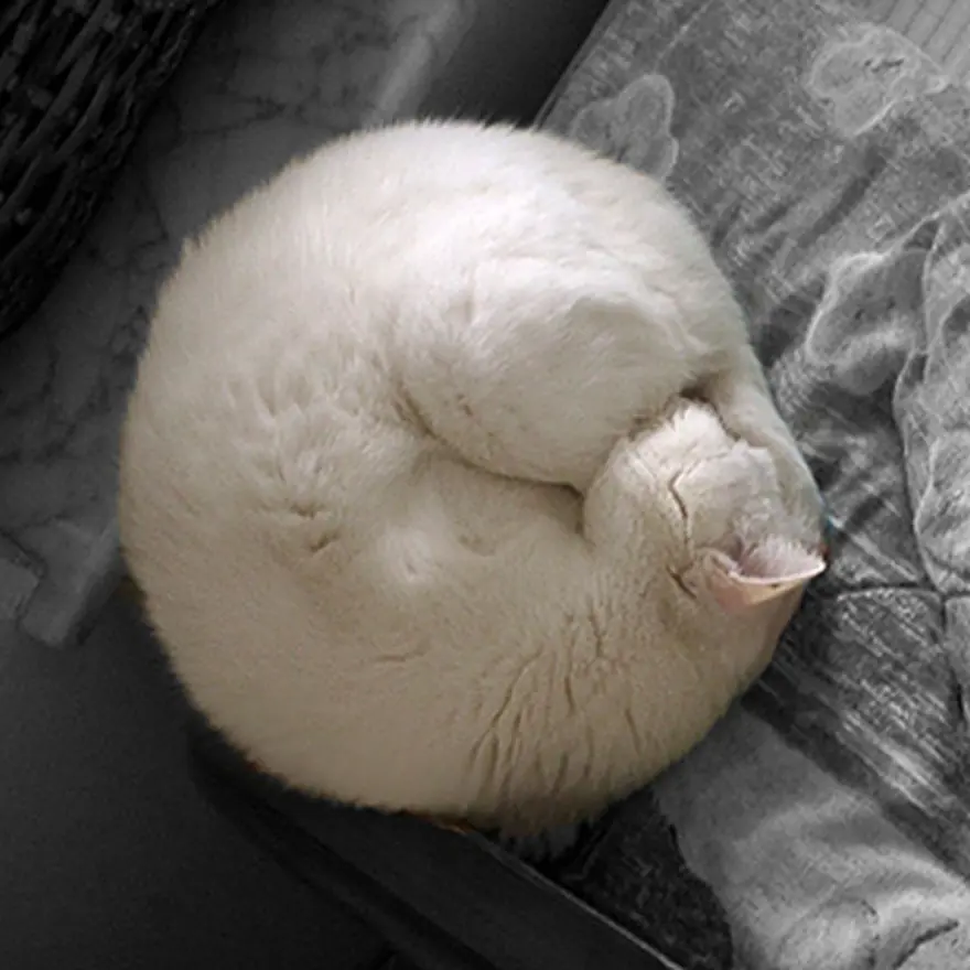 Poz verme sanatı 17